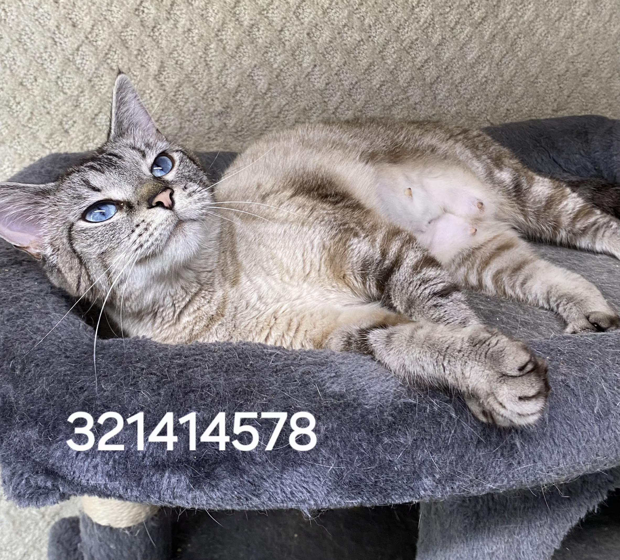32141578, ADOPTABLE, Adult Female Siamese.
