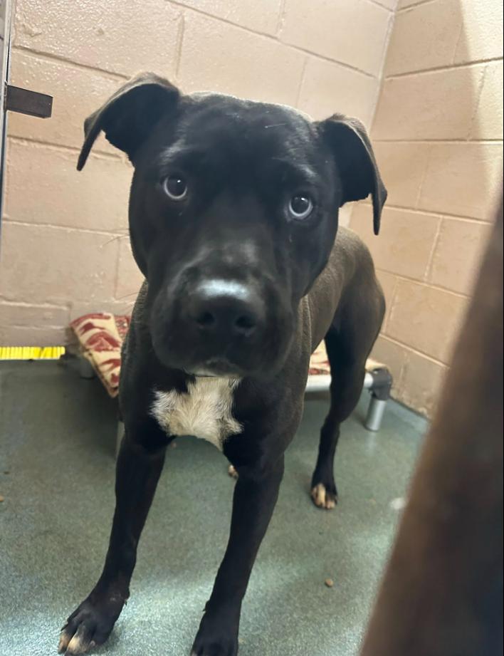 Rigatoni, ADOPTABLE, Adult Male Pit Bull Terrier.