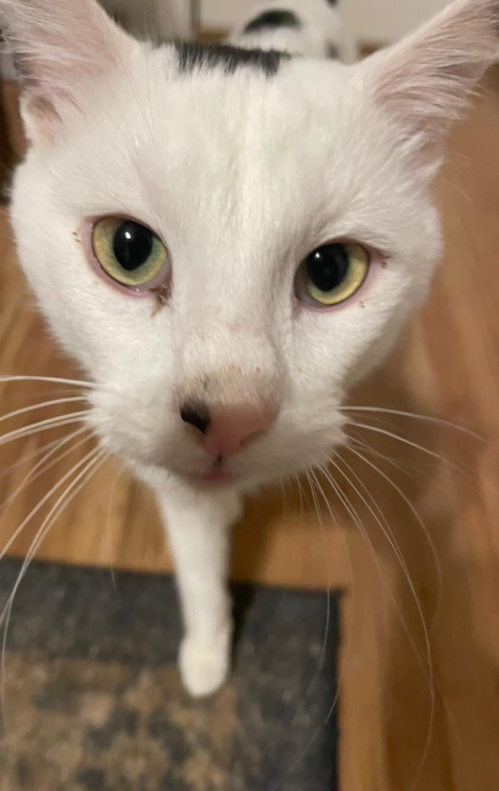 Enlarge Lemon, a ADOPTABLE Domestic Short Hair in Gainesville, GA image 4/4