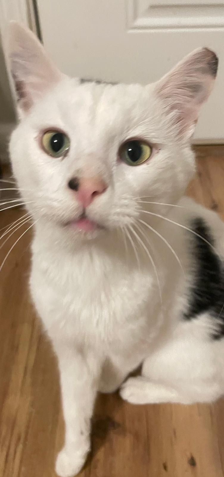 Enlarge Lemon, a ADOPTABLE Domestic Short Hair in Gainesville, GA image 2/4