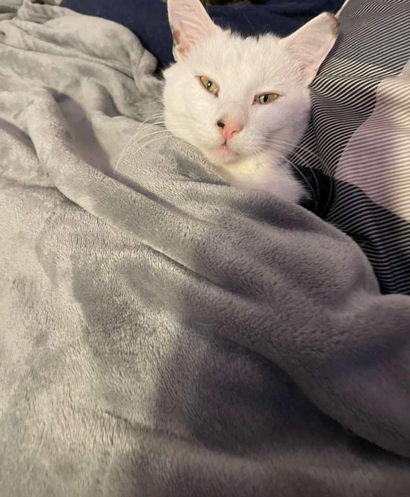 Enlarge Lemon, a ADOPTABLE Domestic Short Hair in Gainesville, GA image 3/4