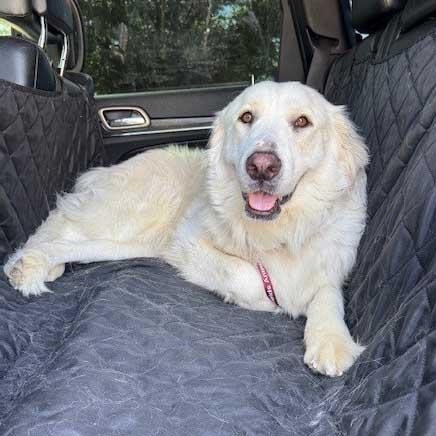Ella - NEEDS FOSTER OR FOSTER WITH INTENT TO ADOPT, an adoptable Great Pyrenees in White Bear Lake, MN image 2/4