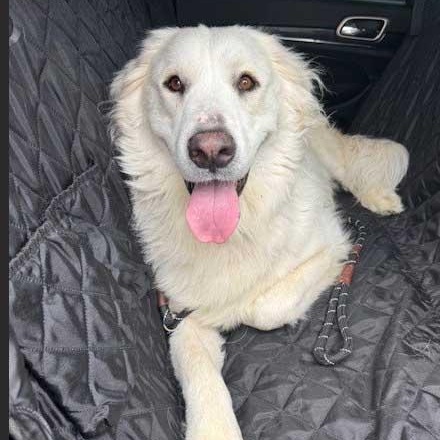 Ella - NEEDS FOSTER OR FOSTER WITH INTENT TO ADOPT, an adoptable Great Pyrenees in White Bear Lake, MN image 4/4