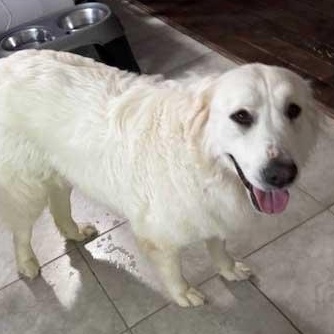 Ella - NEEDS FOSTER OR FOSTER WITH INTENT TO ADOPT, an adoptable Great Pyrenees in White Bear Lake, MN image 3/4