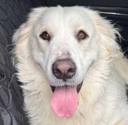 Ella - NEEDS FOSTER OR FOSTER WITH INTENT TO ADOPT, an adoptable Great Pyrenees in White Bear Lake, MN image 1/4