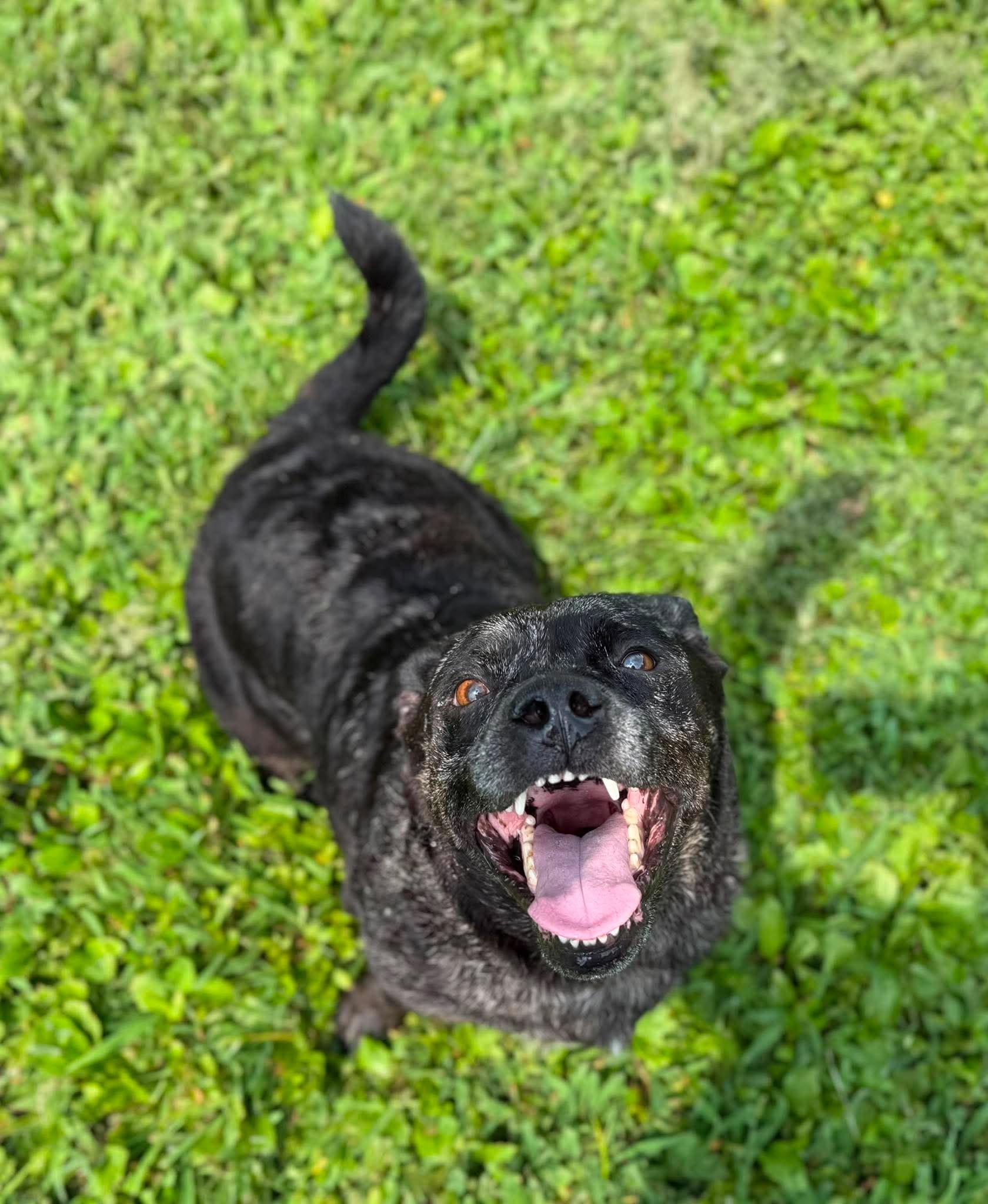 Enlarge Pearly, a Adoptable Mixed Breed in Leitchfield, KY image 1/2