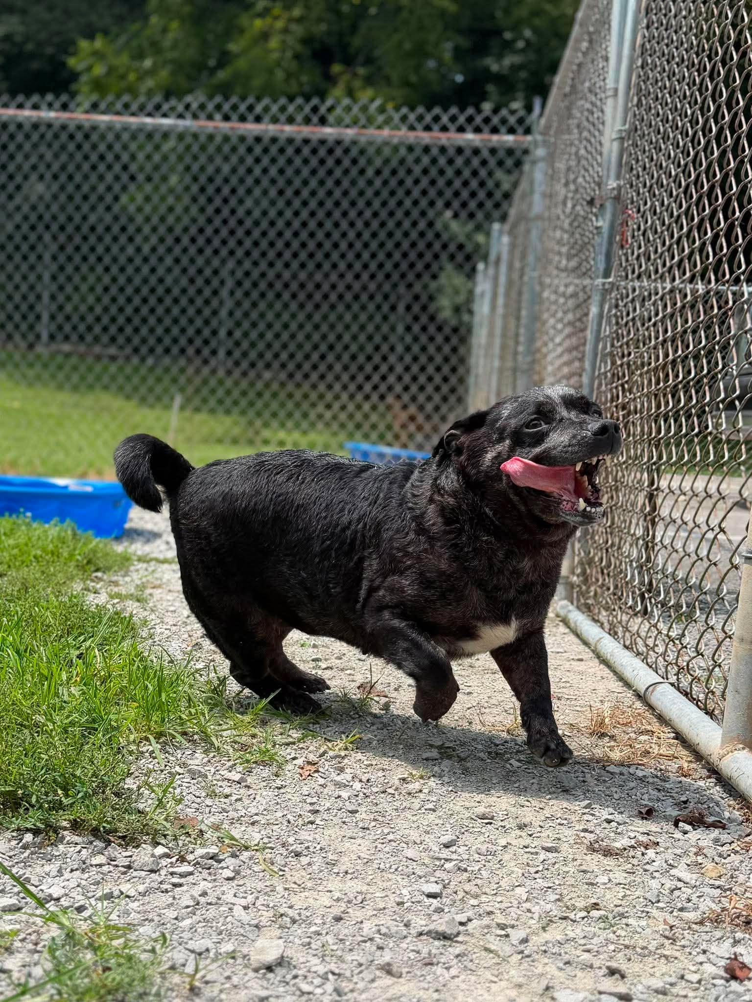 Enlarge Pearly, a Adoptable Mixed Breed in Leitchfield, KY image 2/2