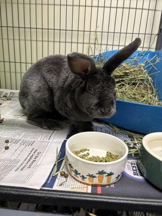 Toto, Adoptable, Senior Male Rex & Bunny Rabbit.