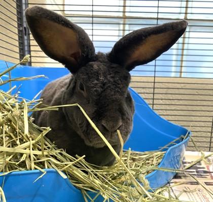 Enlarge Toto, a Adoptable mixed breed in New Hope, PA image 2/3