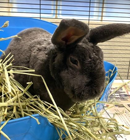 Enlarge Toto, a Adoptable mixed breed in New Hope, PA image 3/3