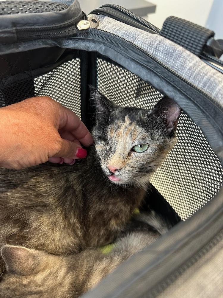 Enlarge Marble, a Adopted Domestic Short Hair in Kinston, NC image 1/1