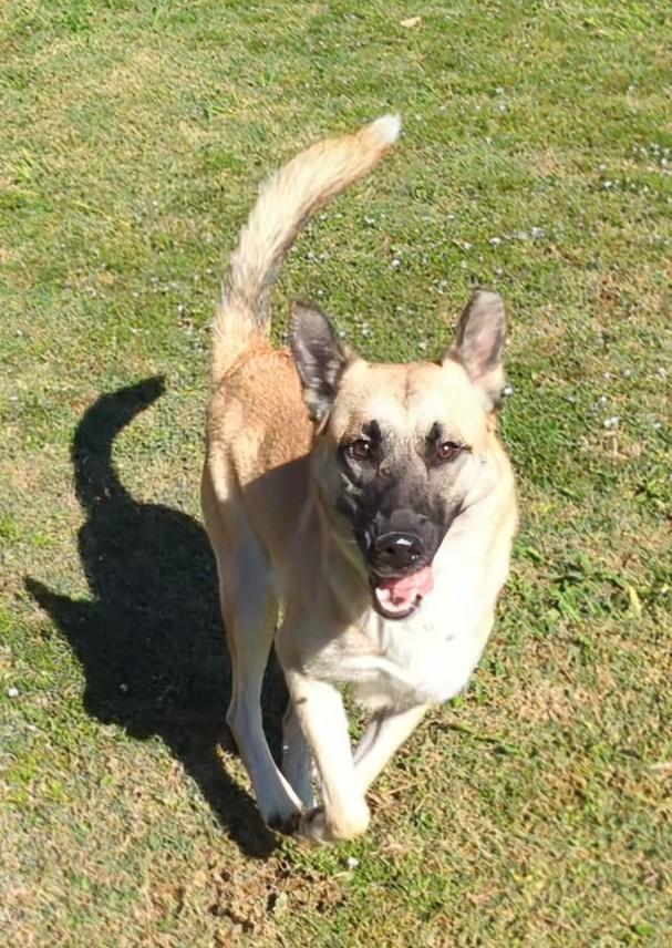 Jasmine* A213853, a Adoptable German Shepherd Dog in Plano, TX image 3/5