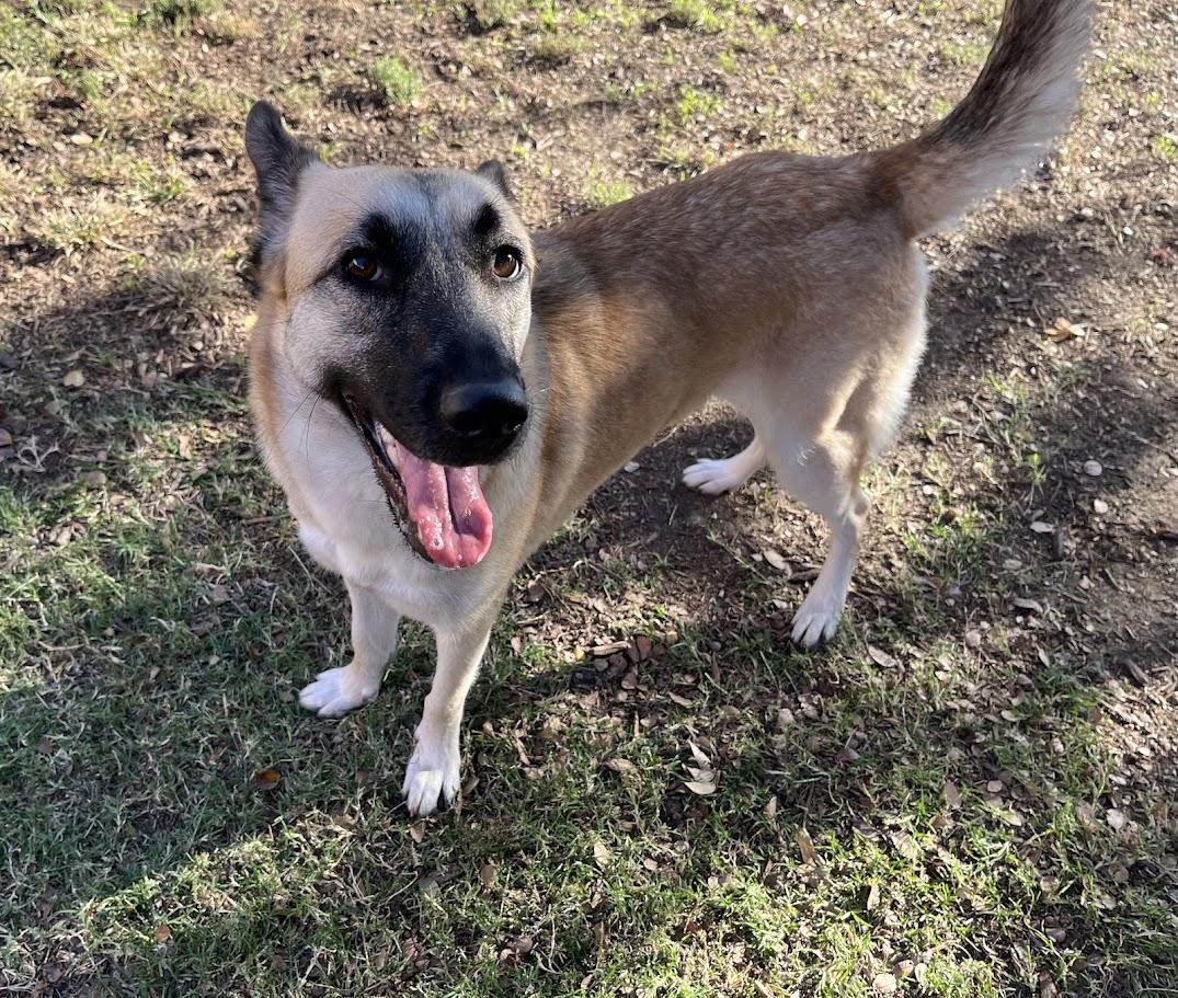 Jasmine* A213853, a Adoptable German Shepherd Dog in Plano, TX image 2/5