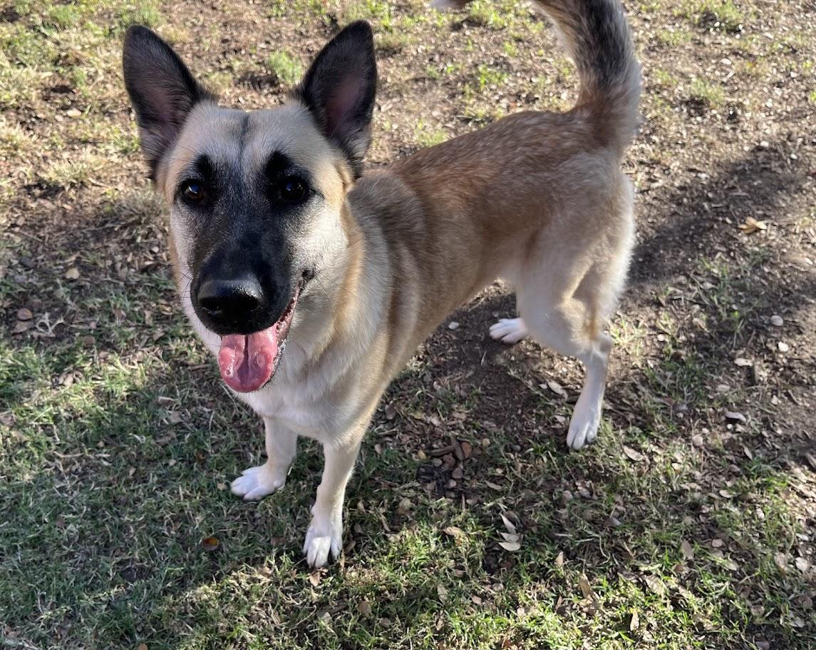Jasmine* A213853, a Adoptable German Shepherd Dog in Plano, TX image 1/5