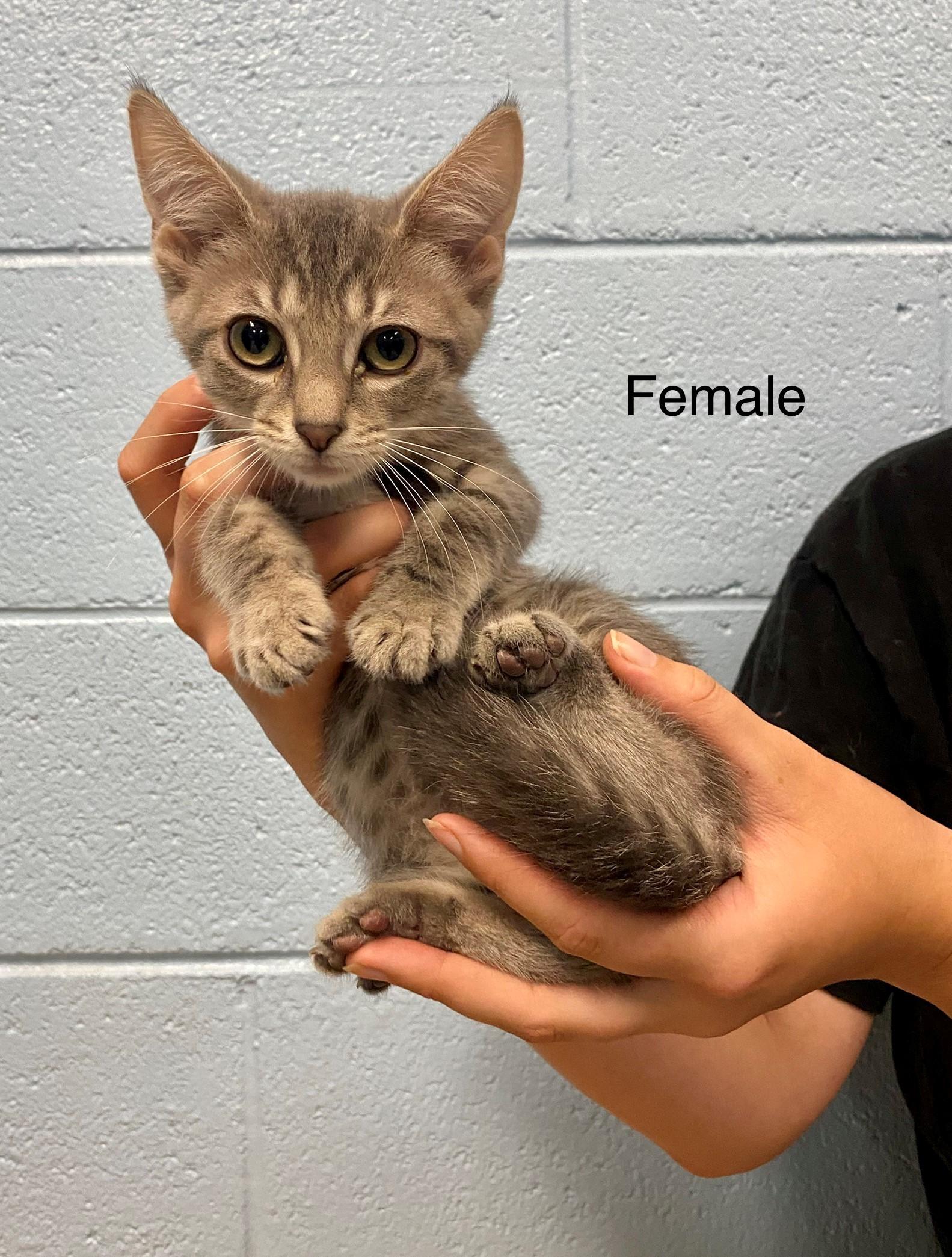 Shaggy, Adoptable, Kitten Female Domestic Short Hair.