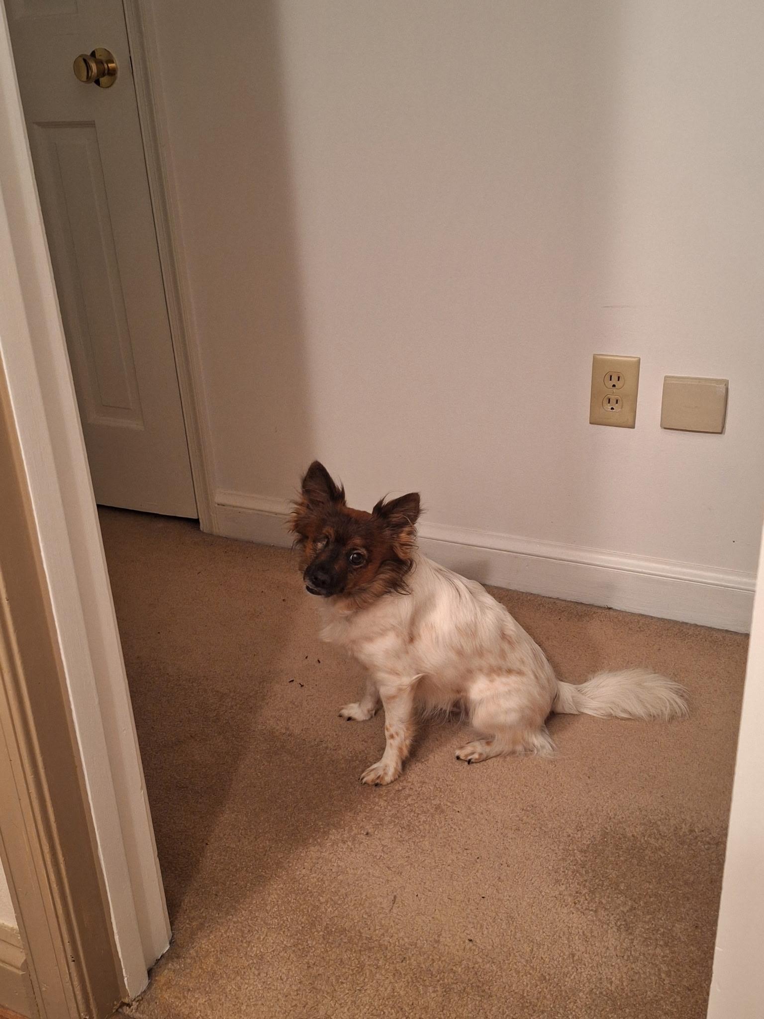 Enlarge Percy, a Adopted mixed breed in Durham, NC image 3/6