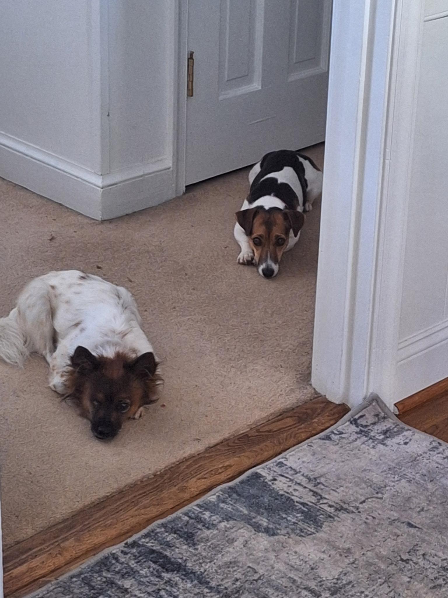 Enlarge Percy, a Adopted mixed breed in Durham, NC image 4/6