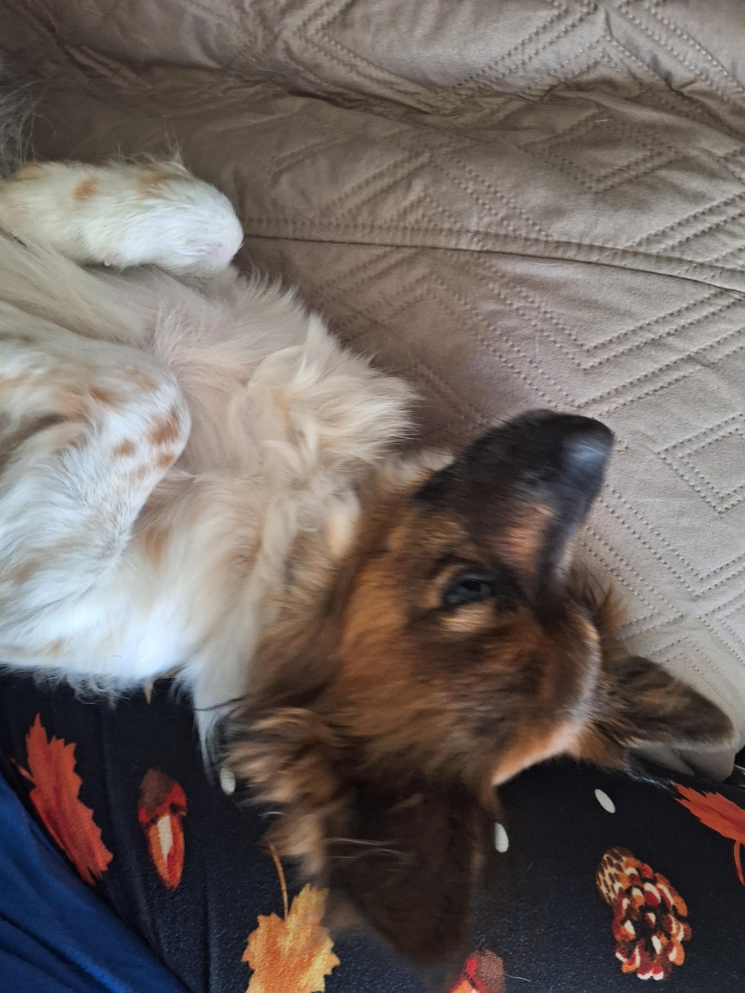 Enlarge Percy, a Adopted mixed breed in Durham, NC image 5/6