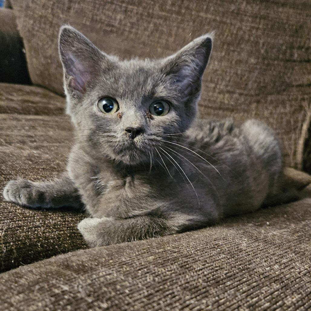 Enlarge Taffy, a Adoptable Domestic Short Hair in Allyn, WA image 1/6