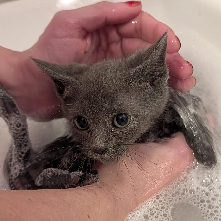 Enlarge Taffy, a Adoptable Domestic Short Hair in Allyn, WA image 2/6