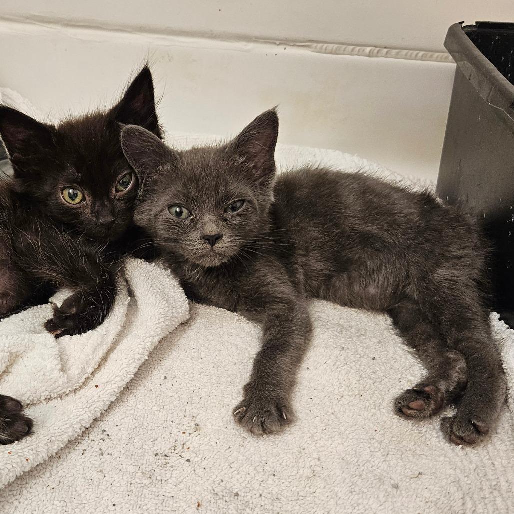 Enlarge Taffy, a Adoptable Domestic Short Hair in Allyn, WA image 3/6