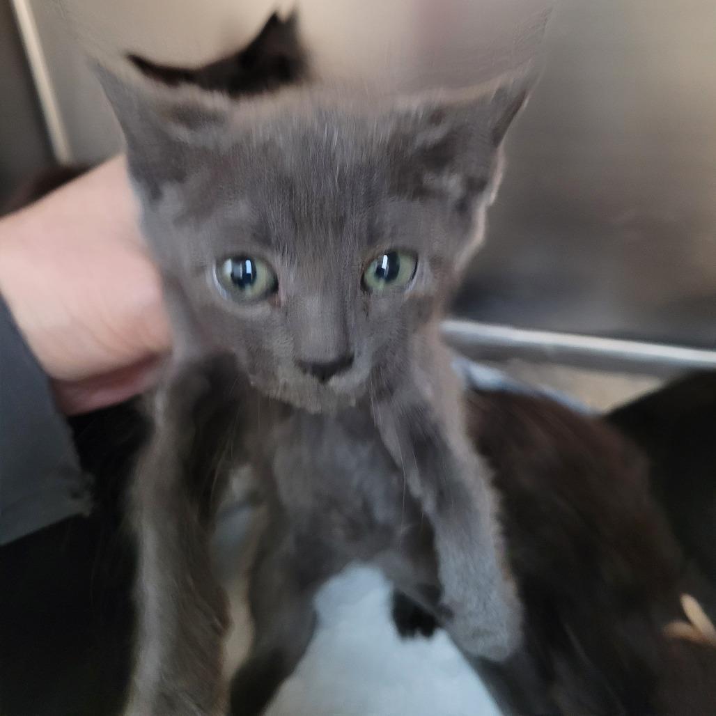 Enlarge Taffy, a Adoptable Domestic Short Hair in Allyn, WA image 4/6