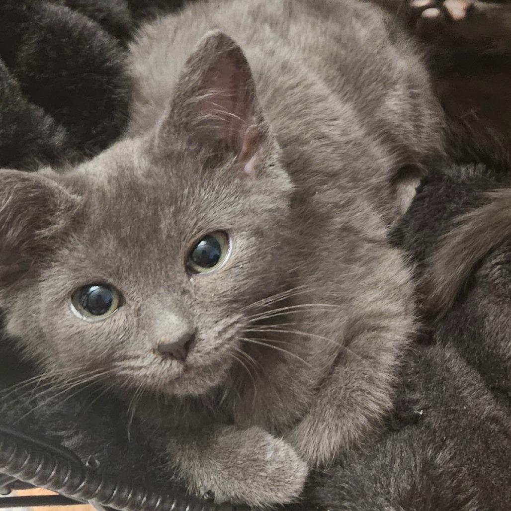 Enlarge Taffy, a Adoptable Domestic Short Hair in Allyn, WA image 5/6