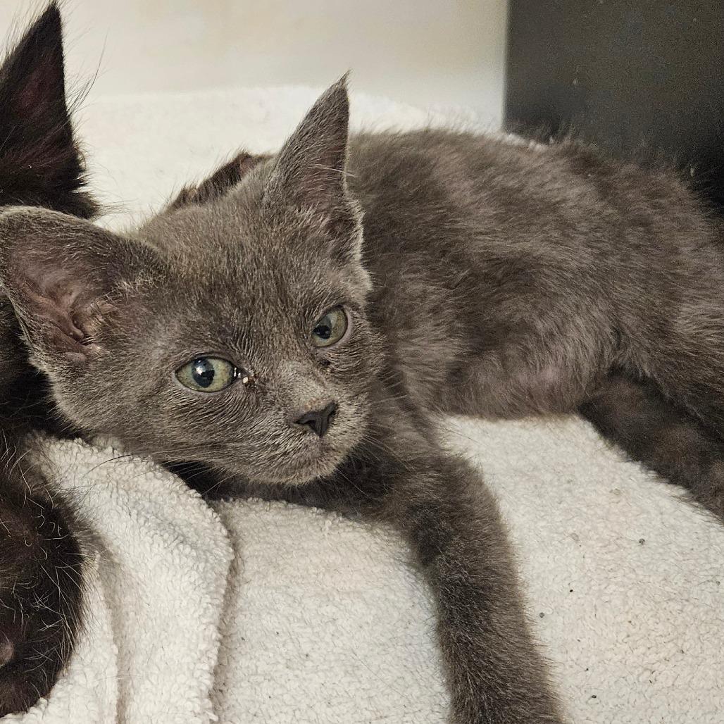 Enlarge Taffy, a Adoptable Domestic Short Hair in Allyn, WA image 6/6