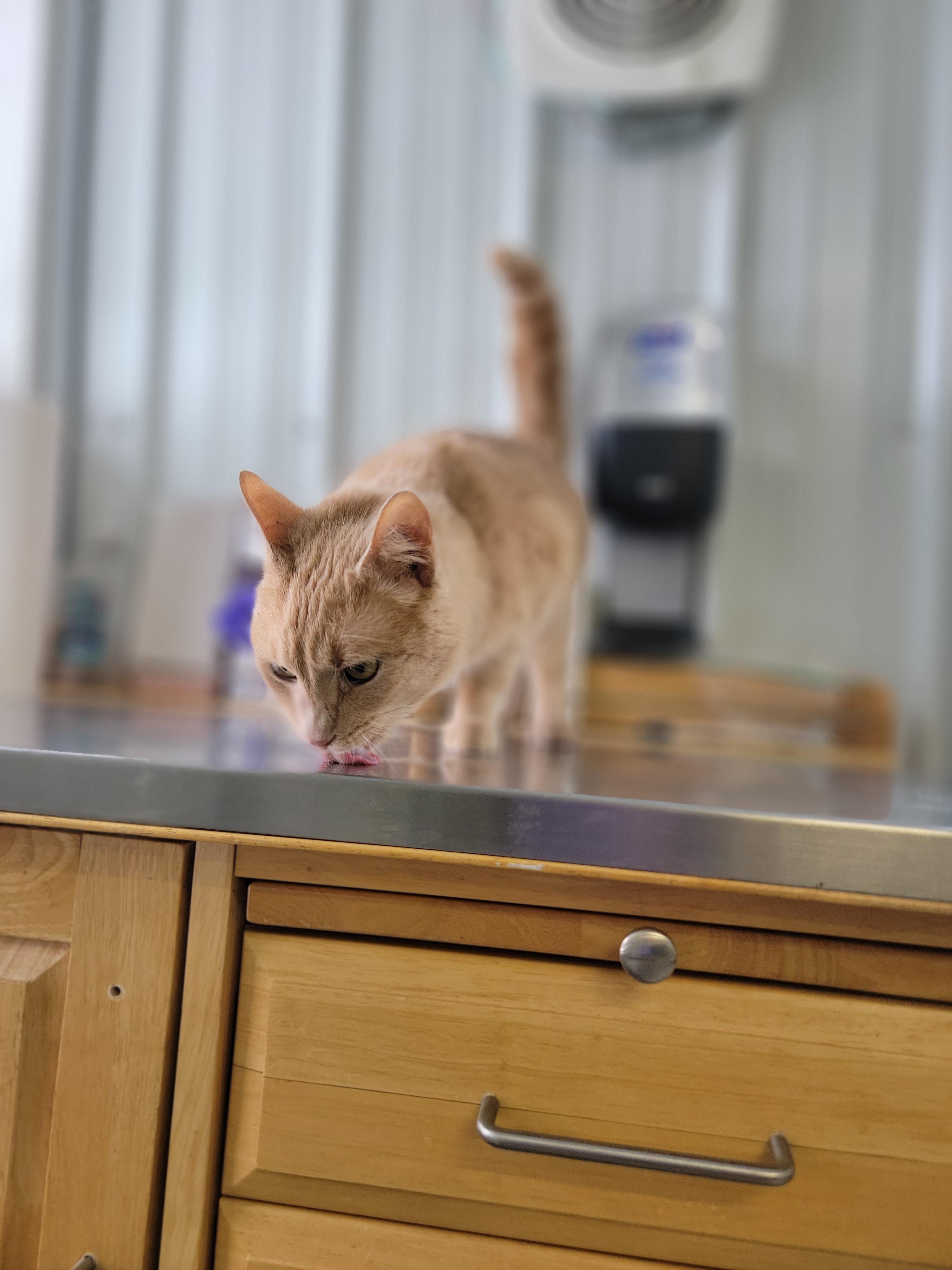 Enlarge Luda, a ADOPTABLE Domestic Short Hair in Fertile, MN image 1/1