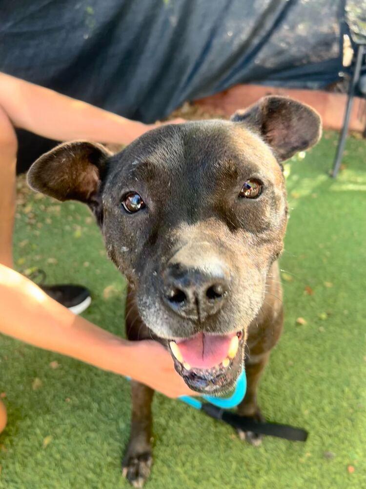 Maddux, Adoptable, Adult Female Mixed Breed.