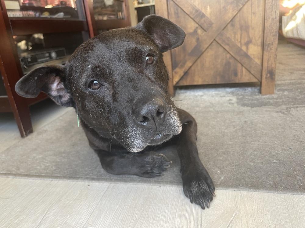 Enlarge Maddux, a Adoptable mixed breed in San Diego, CA image 2/3