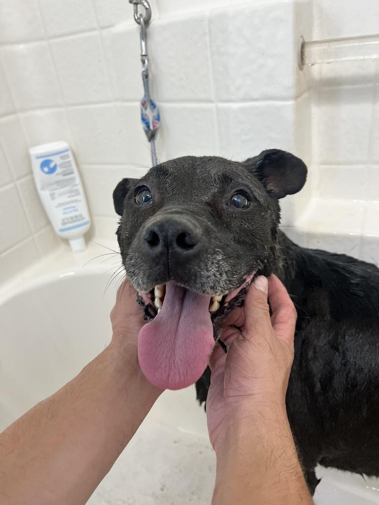 Enlarge Maddux, a Adoptable mixed breed in San Diego, CA image 3/3