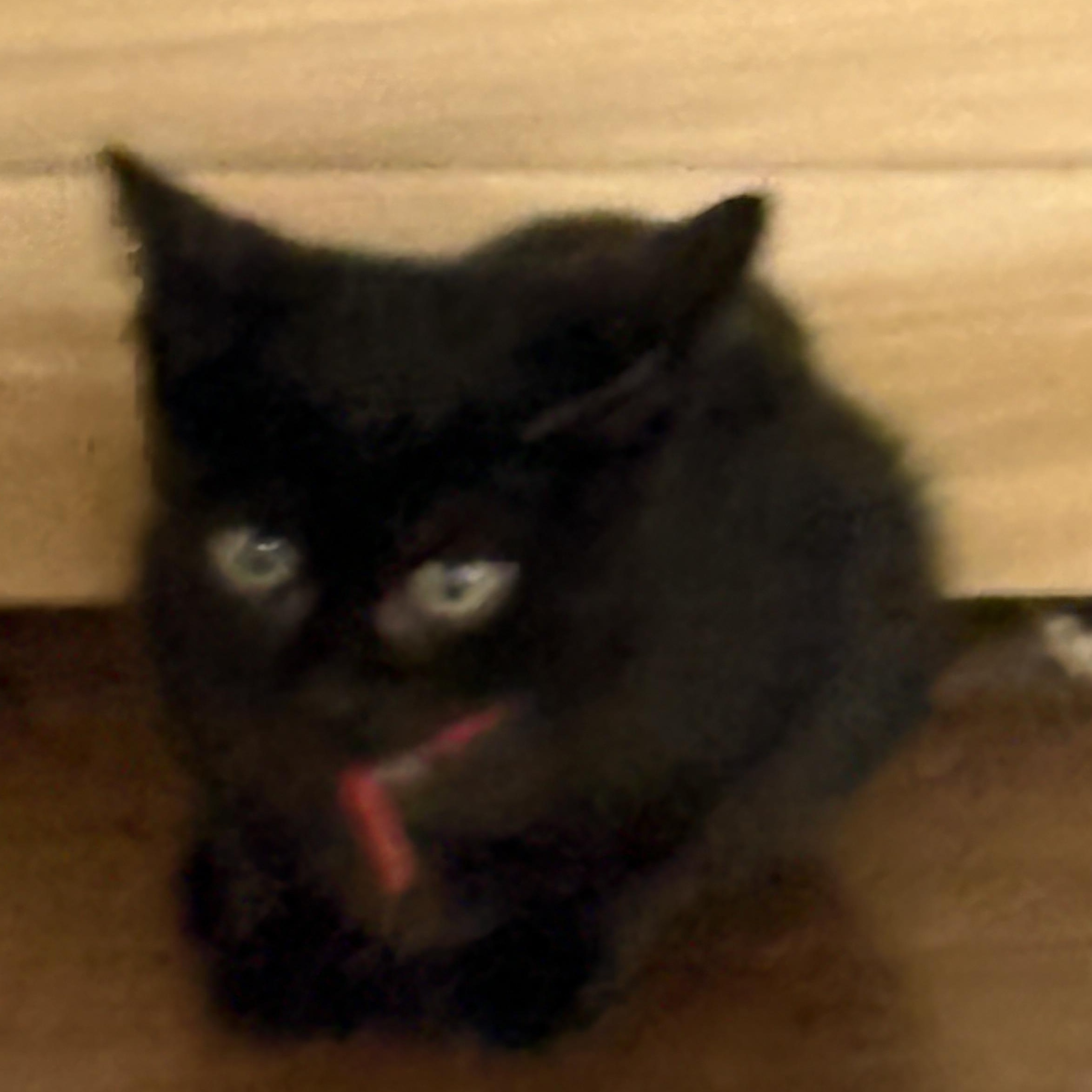 Enlarge Pebbles, a Adoptable Domestic Short Hair in Beaufort, SC image 2/6