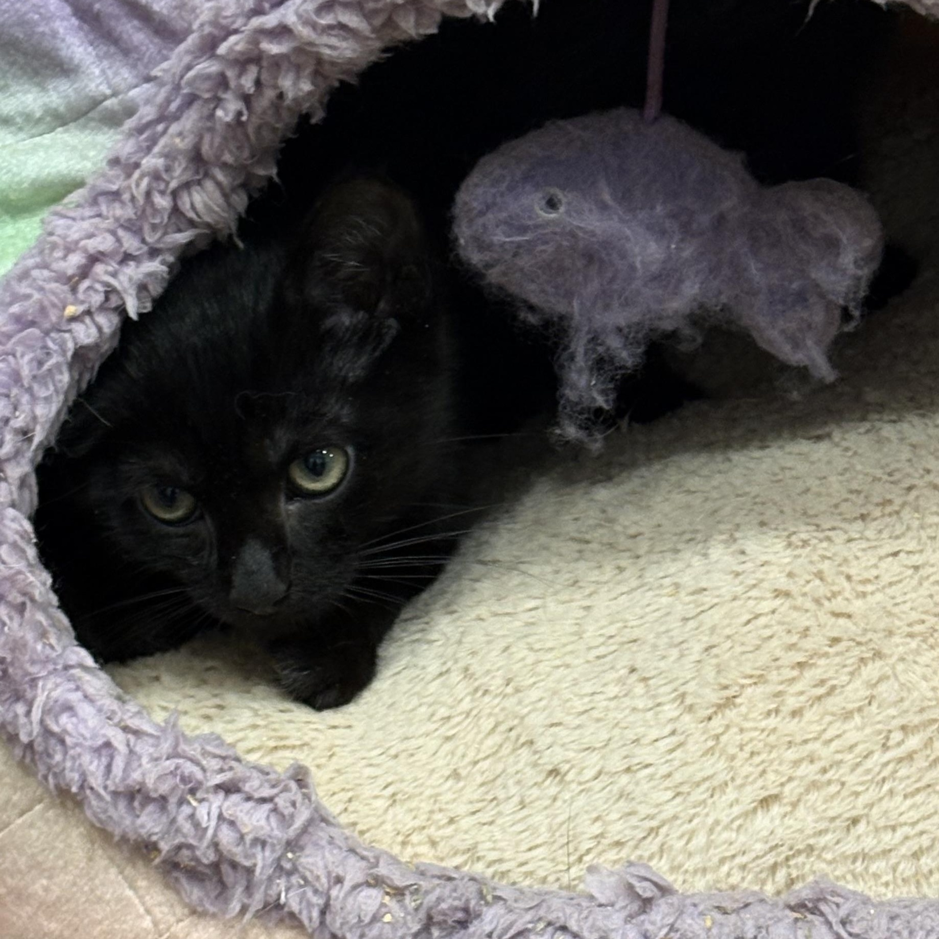 Enlarge Pebbles, a Adoptable Domestic Short Hair in Beaufort, SC image 5/6