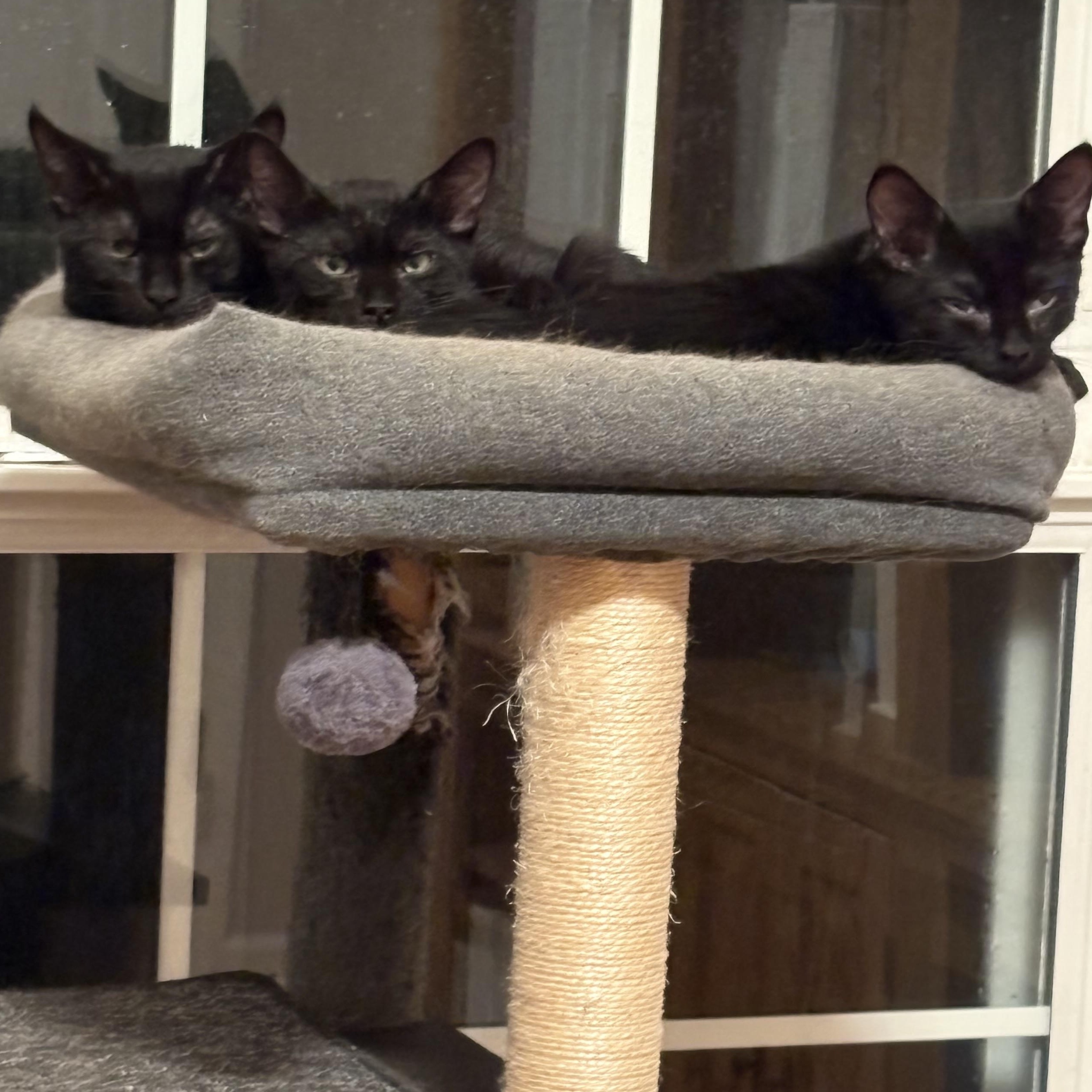Enlarge Pebbles, a Adoptable Domestic Short Hair in Beaufort, SC image 3/6