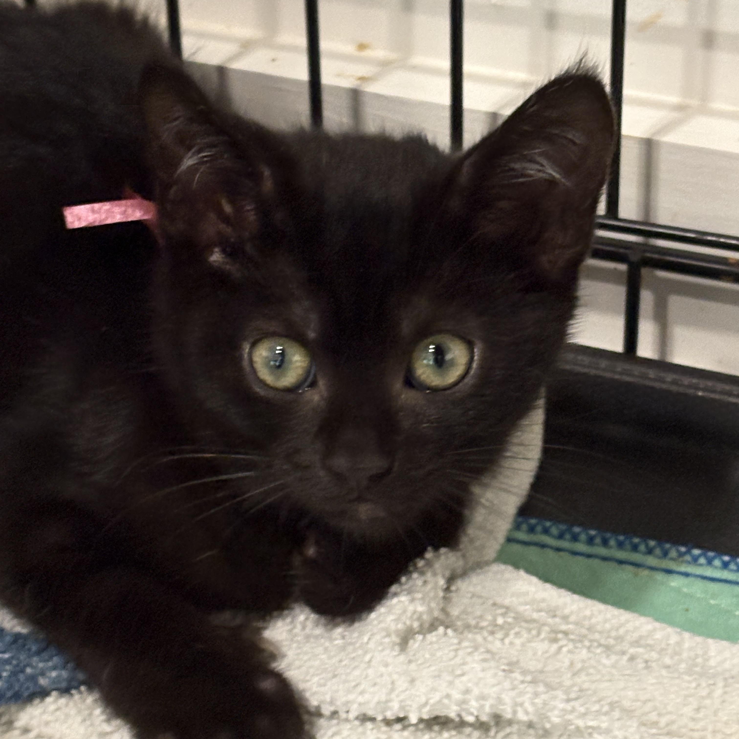 Pebbles, Adoptable, Kitten Female Domestic Short Hair.