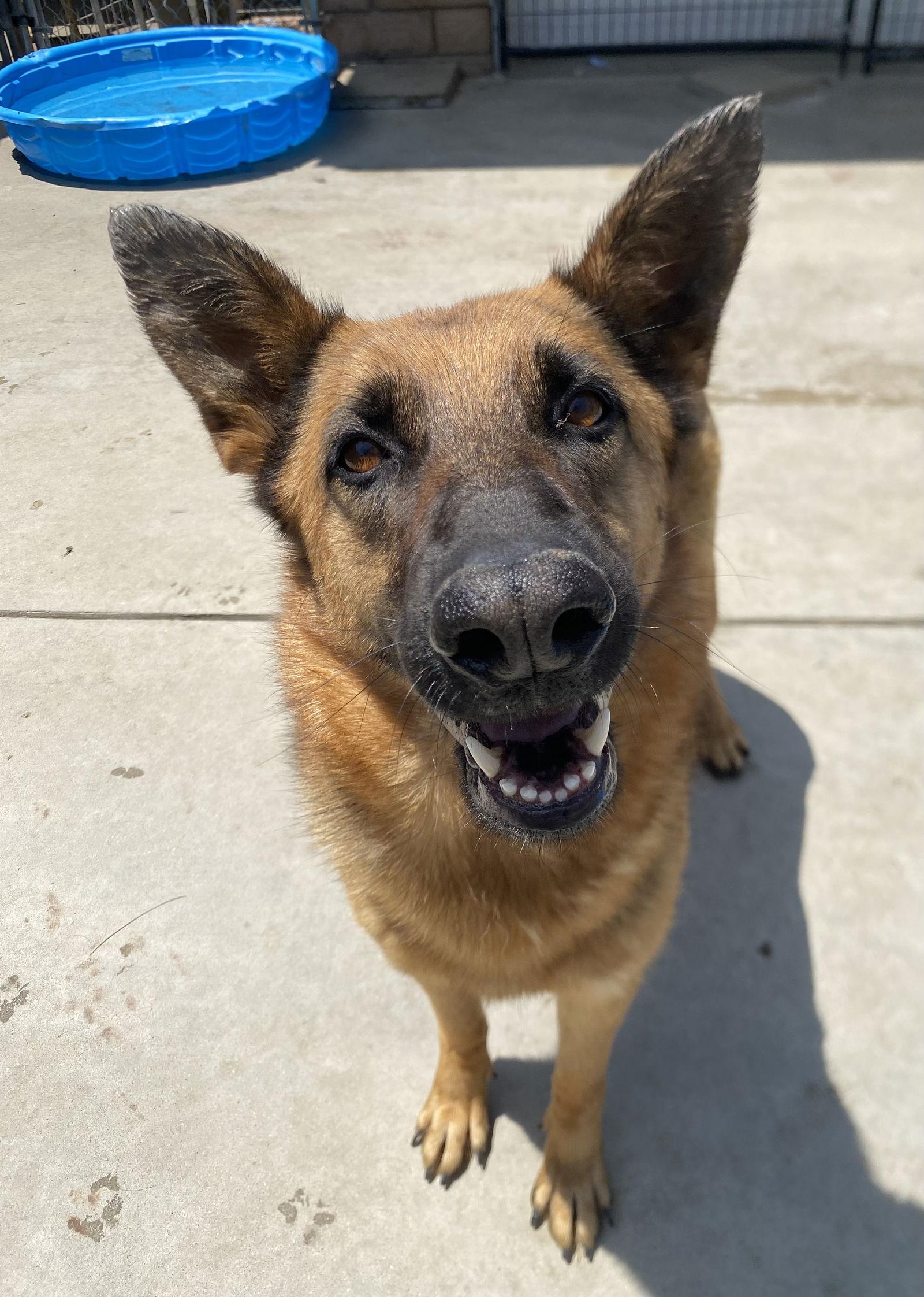 Skye, a Adoptable German Shepherd Dog in La Verne, CA image 1/3