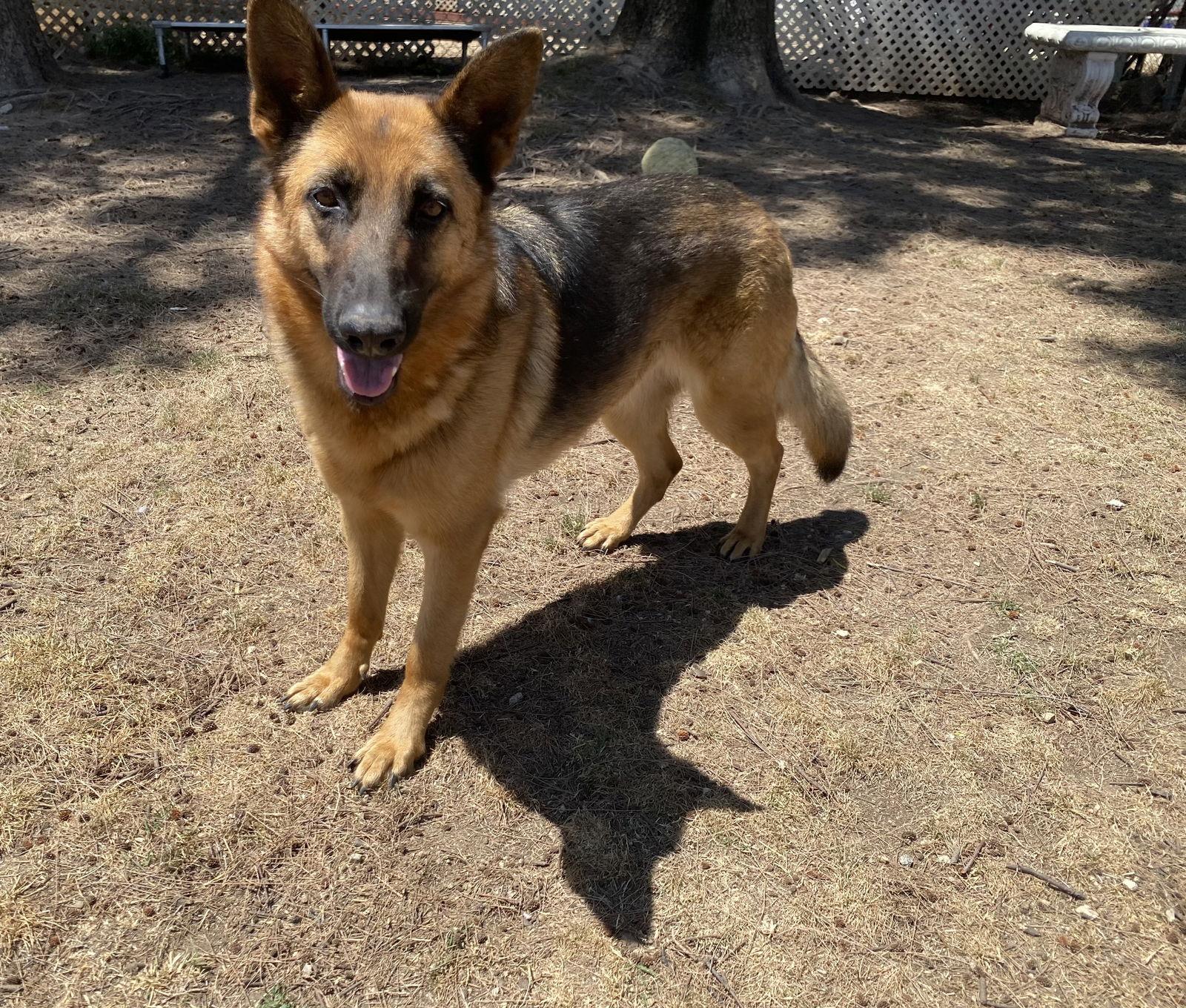 Skye, a Adoptable German Shepherd Dog in La Verne, CA image 2/3