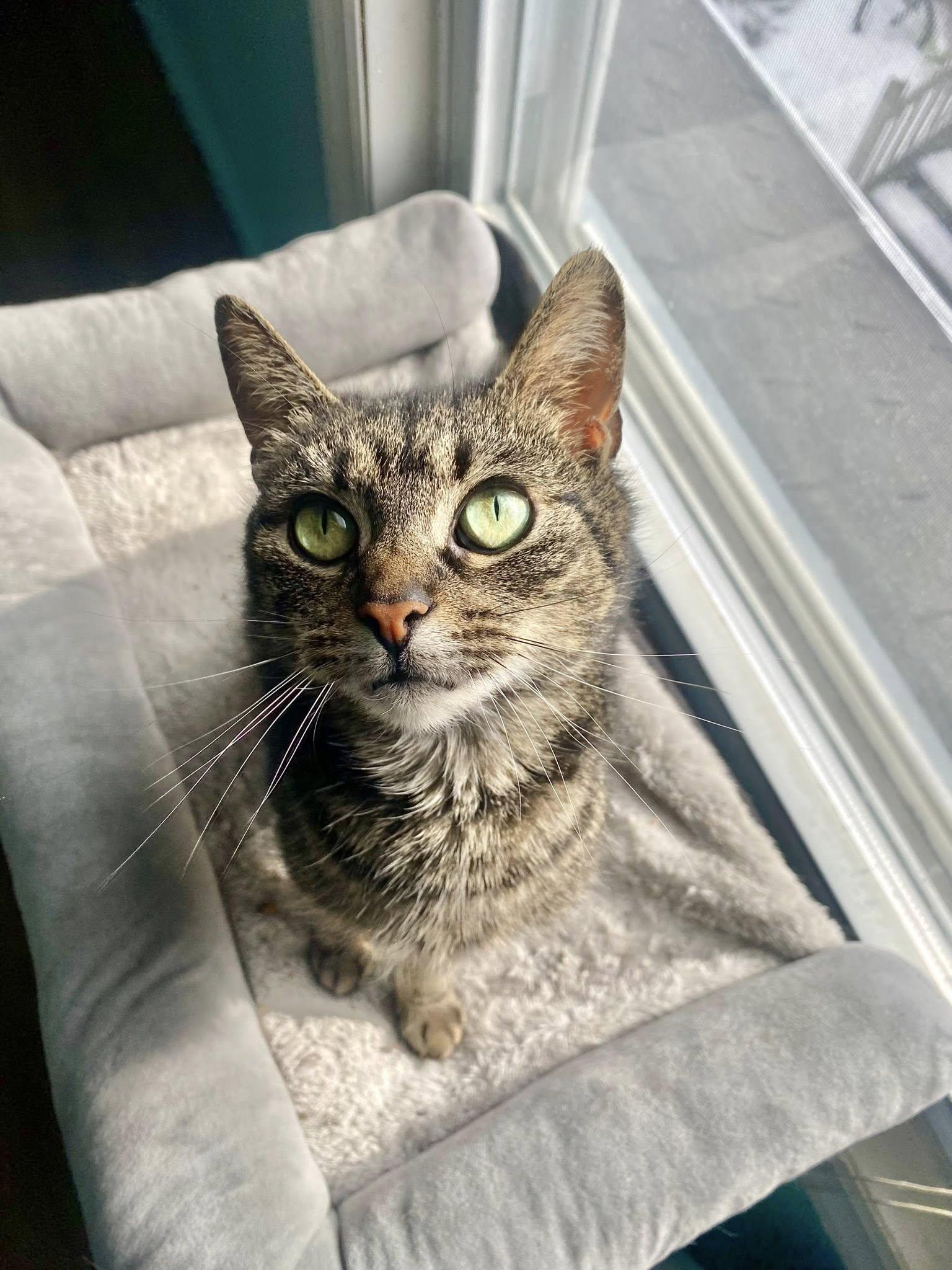Lisa , ADOPTABLE, Senior Female Tabby.