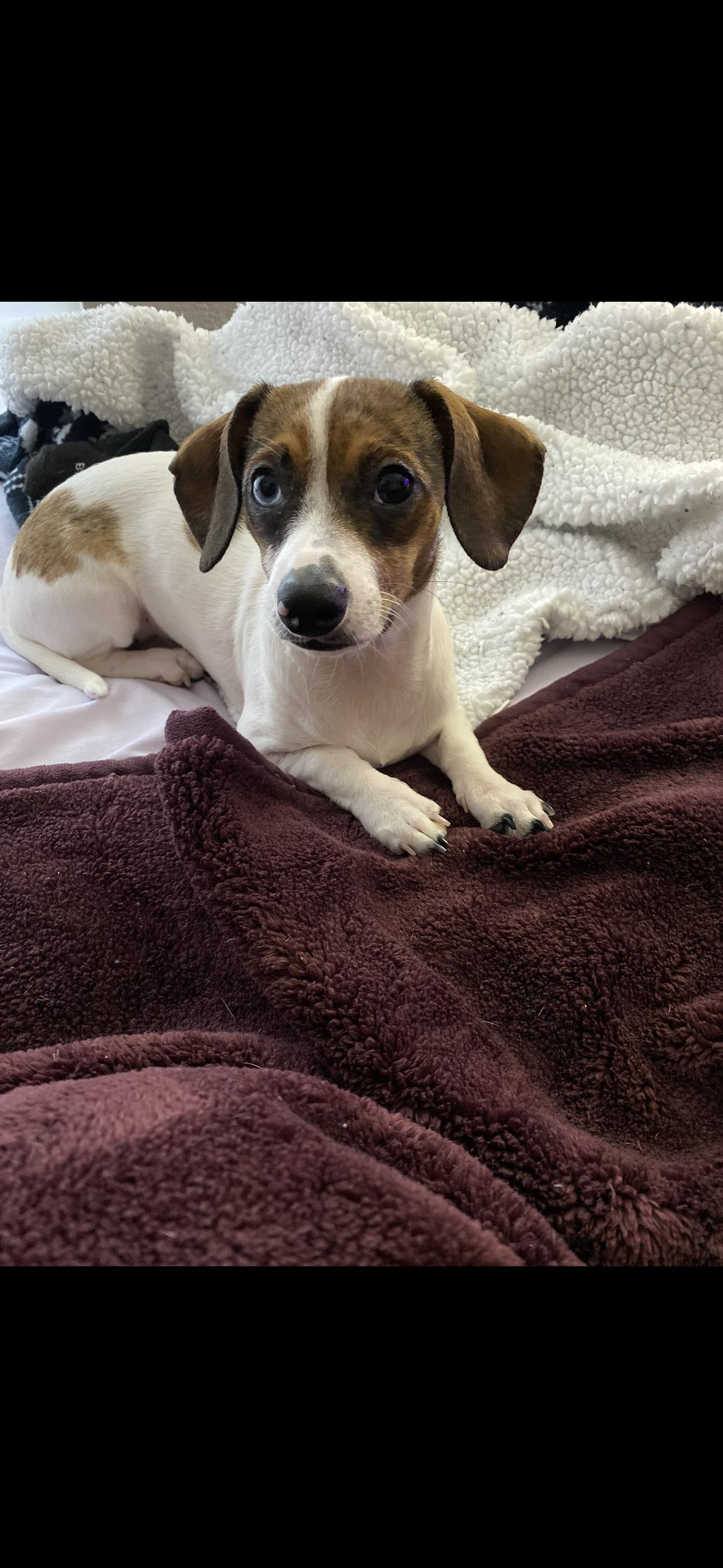 Enlarge Khloe, a Adoptable Dachshund in Austin, TX image 1/3