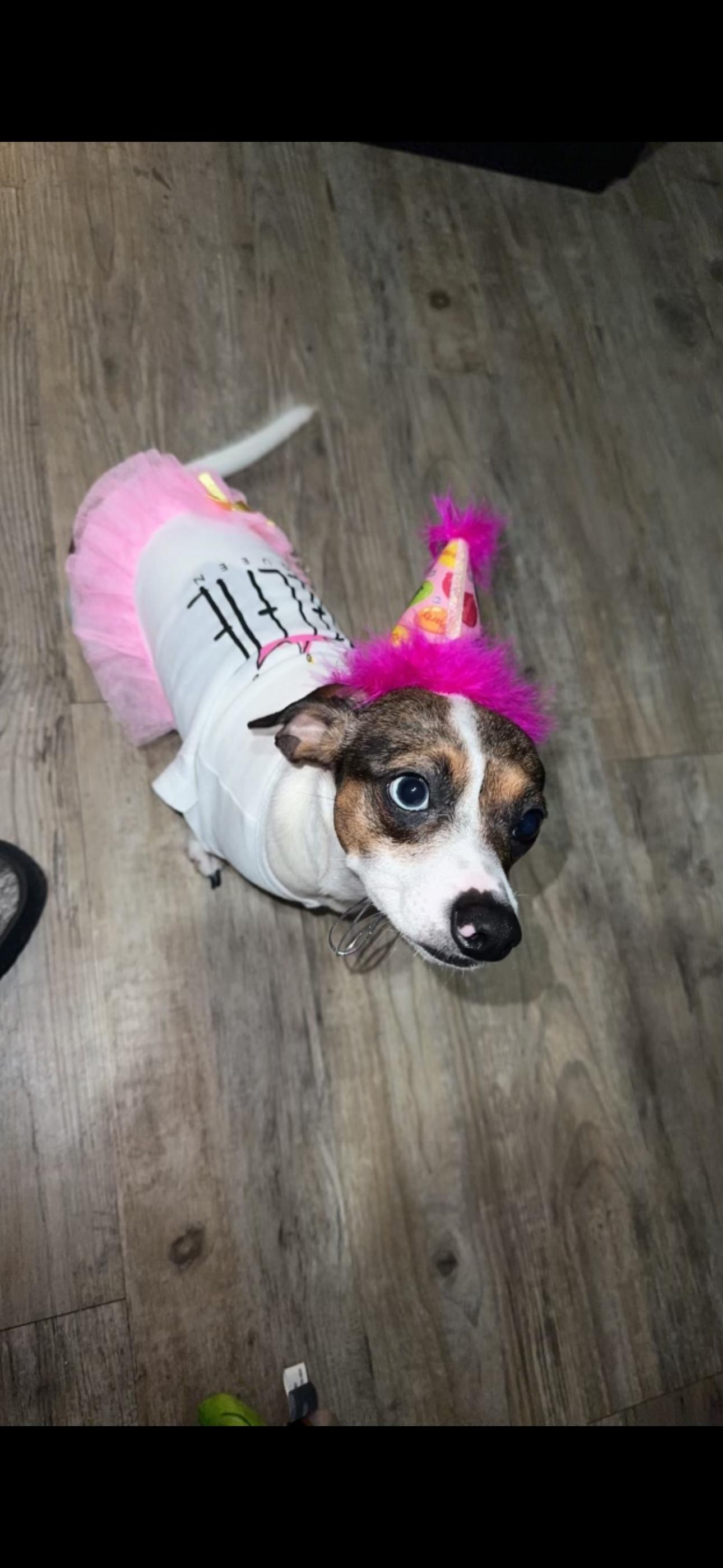 Enlarge Khloe, a Adoptable Dachshund in Austin, TX image 2/3