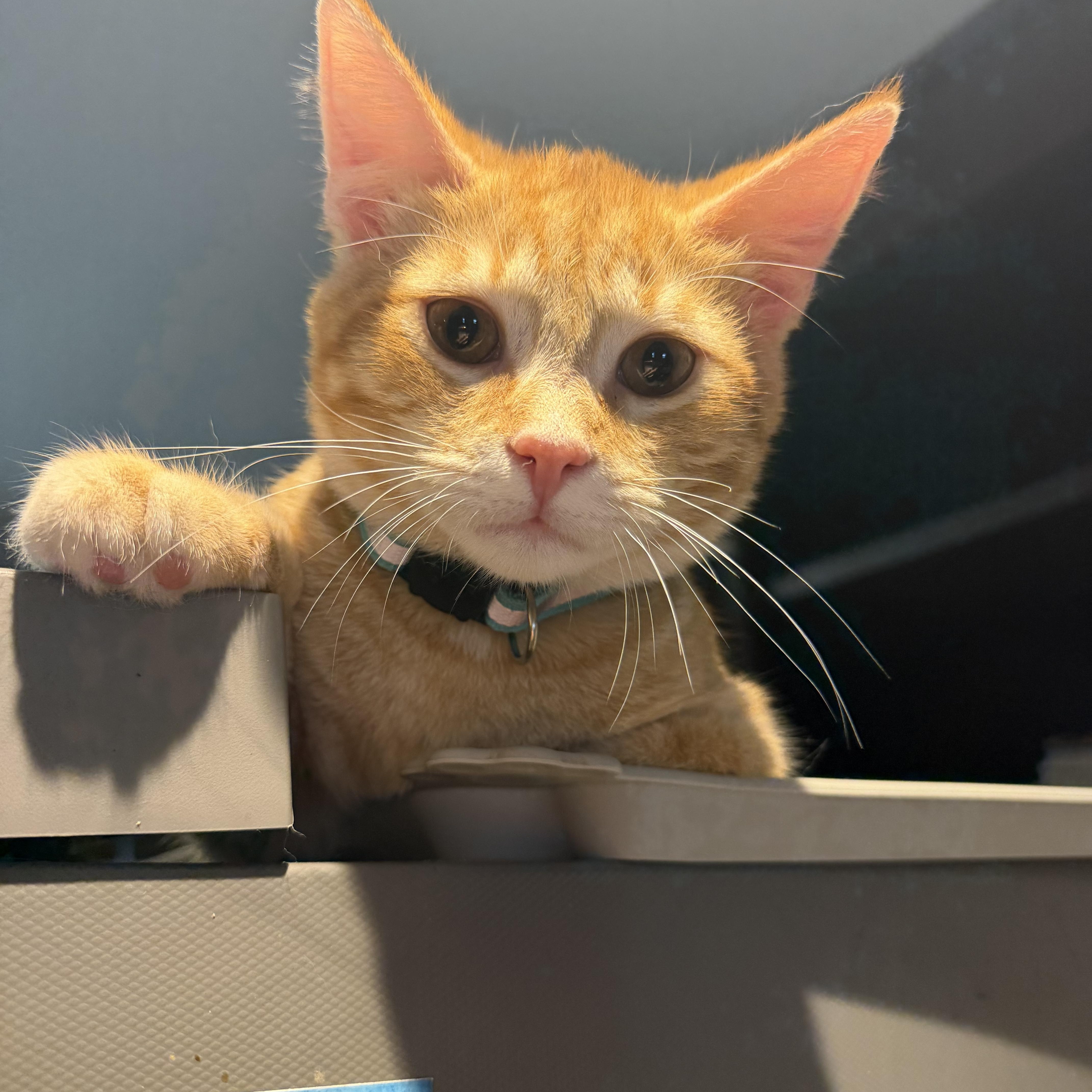 Robin , an adopted Domestic Short Hair in Bell Gardens, CA image 4/5