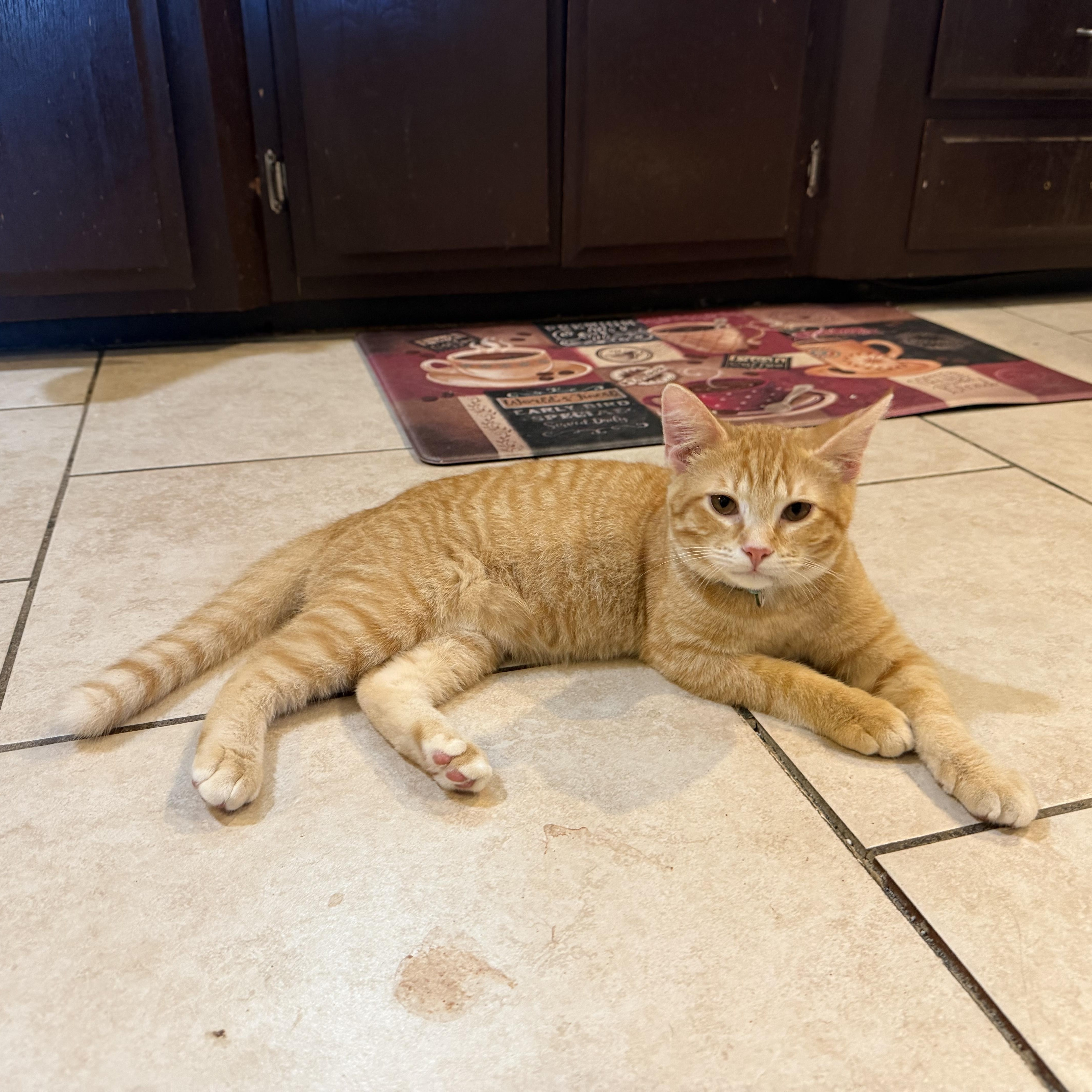 Robin , an adopted Domestic Short Hair in Bell Gardens, CA image 2/5