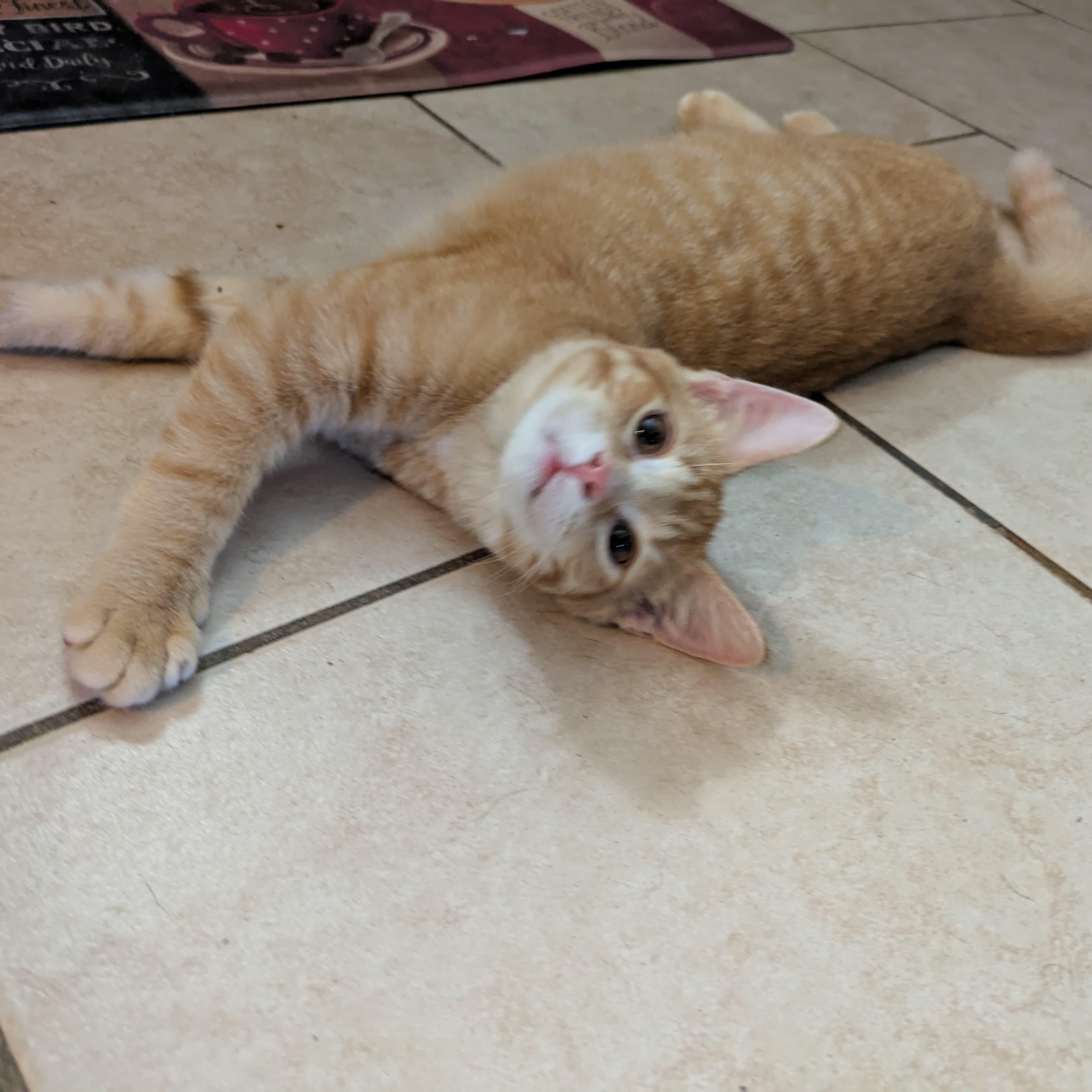 Robin , an adopted Domestic Short Hair in Bell Gardens, CA image 3/5