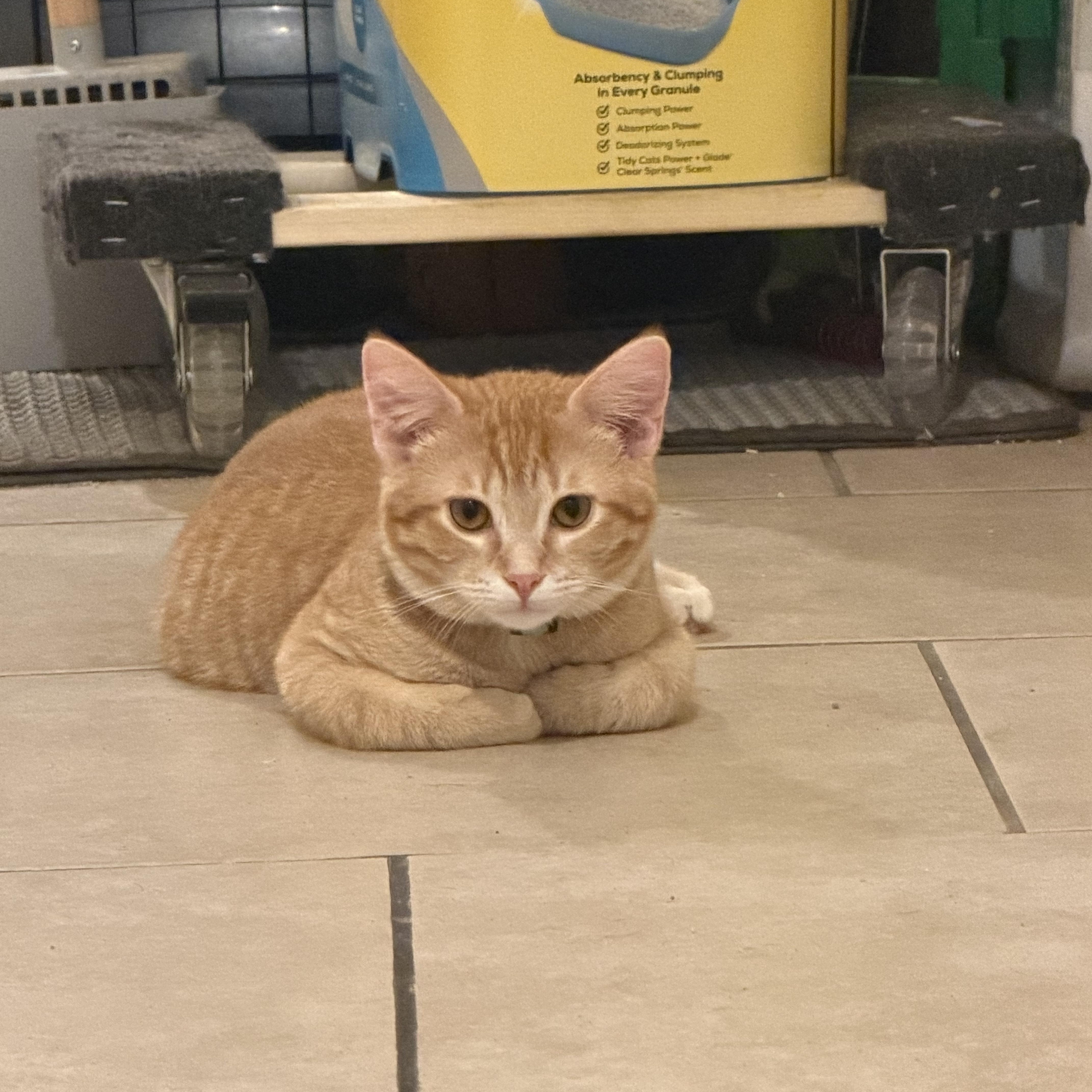 Robin , an adopted Domestic Short Hair in Bell Gardens, CA image 1/5