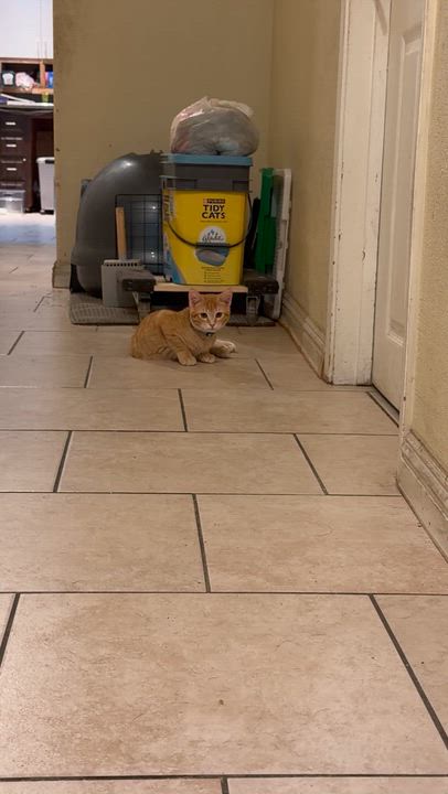 Enlarge Robin , an adopted Domestic Short Hair in Bell Gardens, CA video 5/5