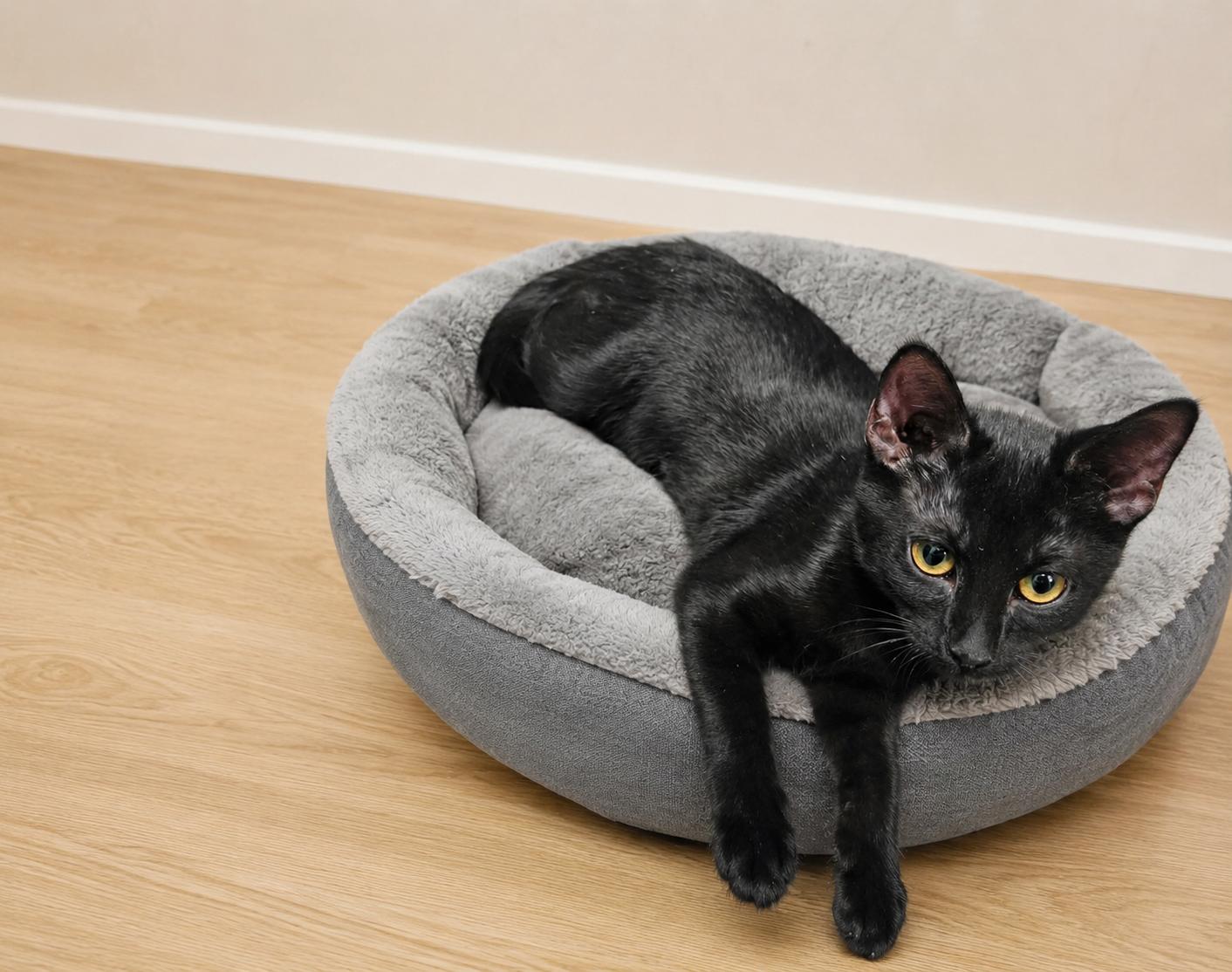 Tigger, ADOPTABLE, Young Male Domestic Short Hair.