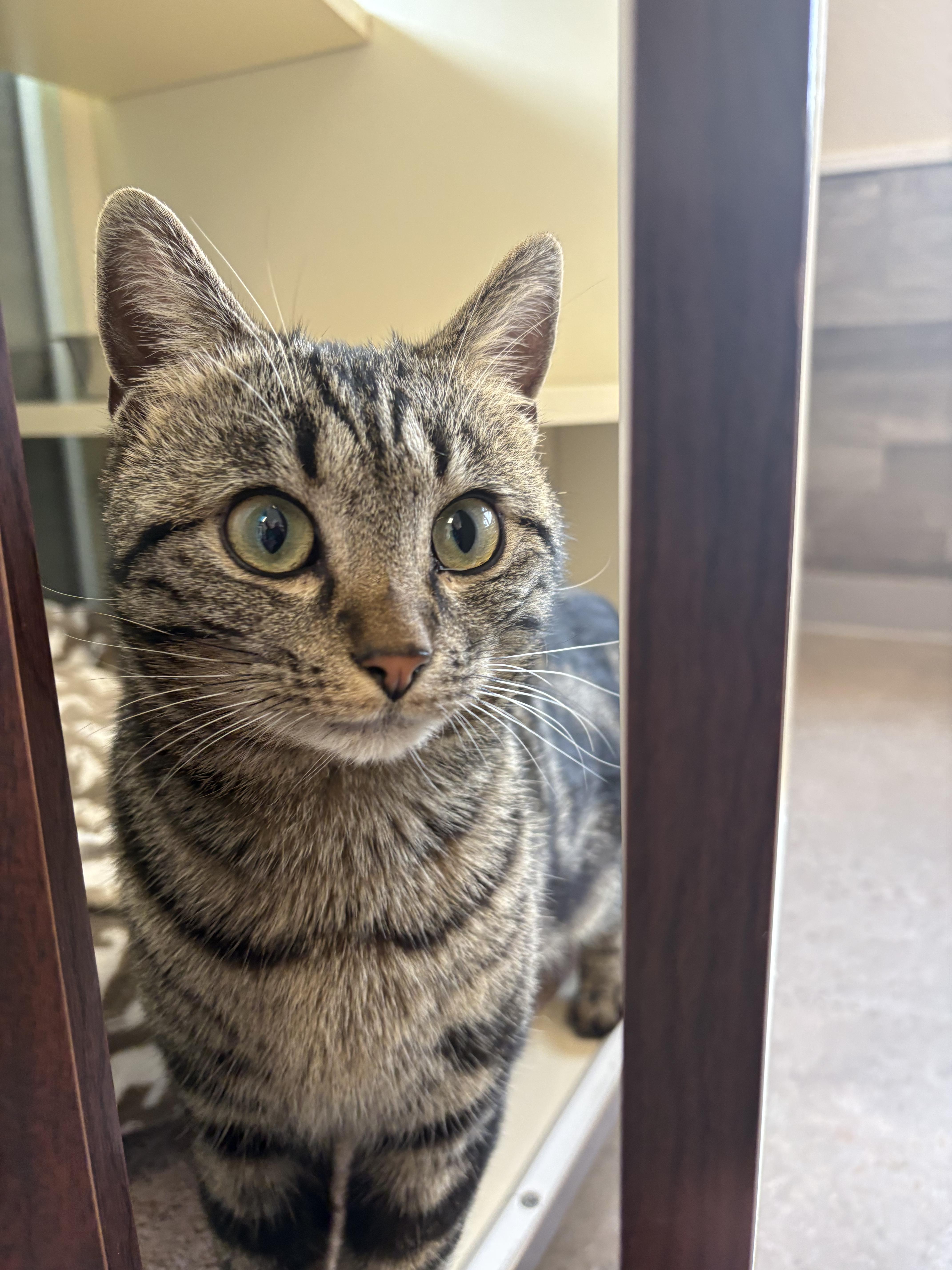 Enlarge Mouse, an adopted Domestic Short Hair in Buena Vista, CO image 3/4