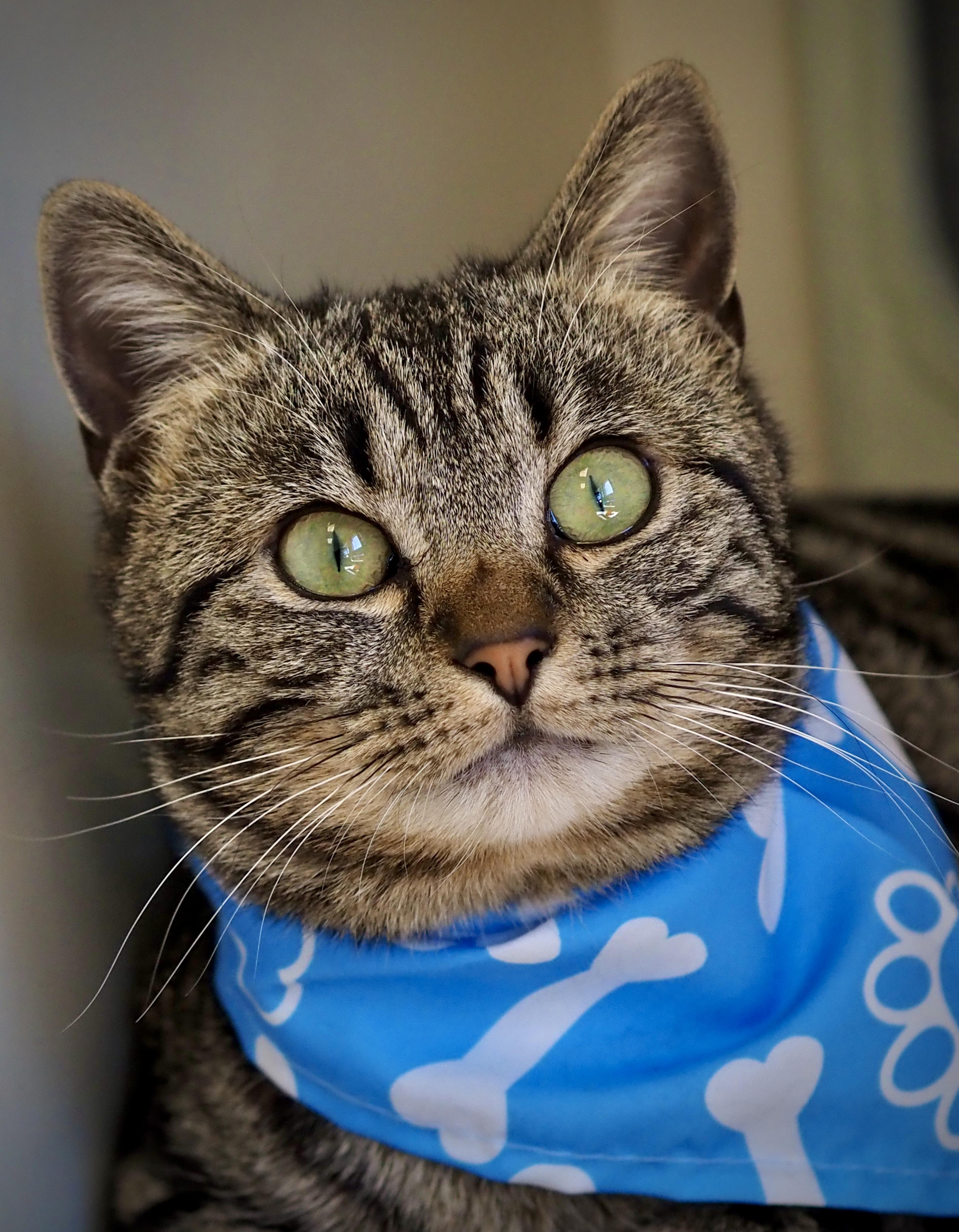 Enlarge Mouse, an adopted Domestic Short Hair in Buena Vista, CO image 4/4