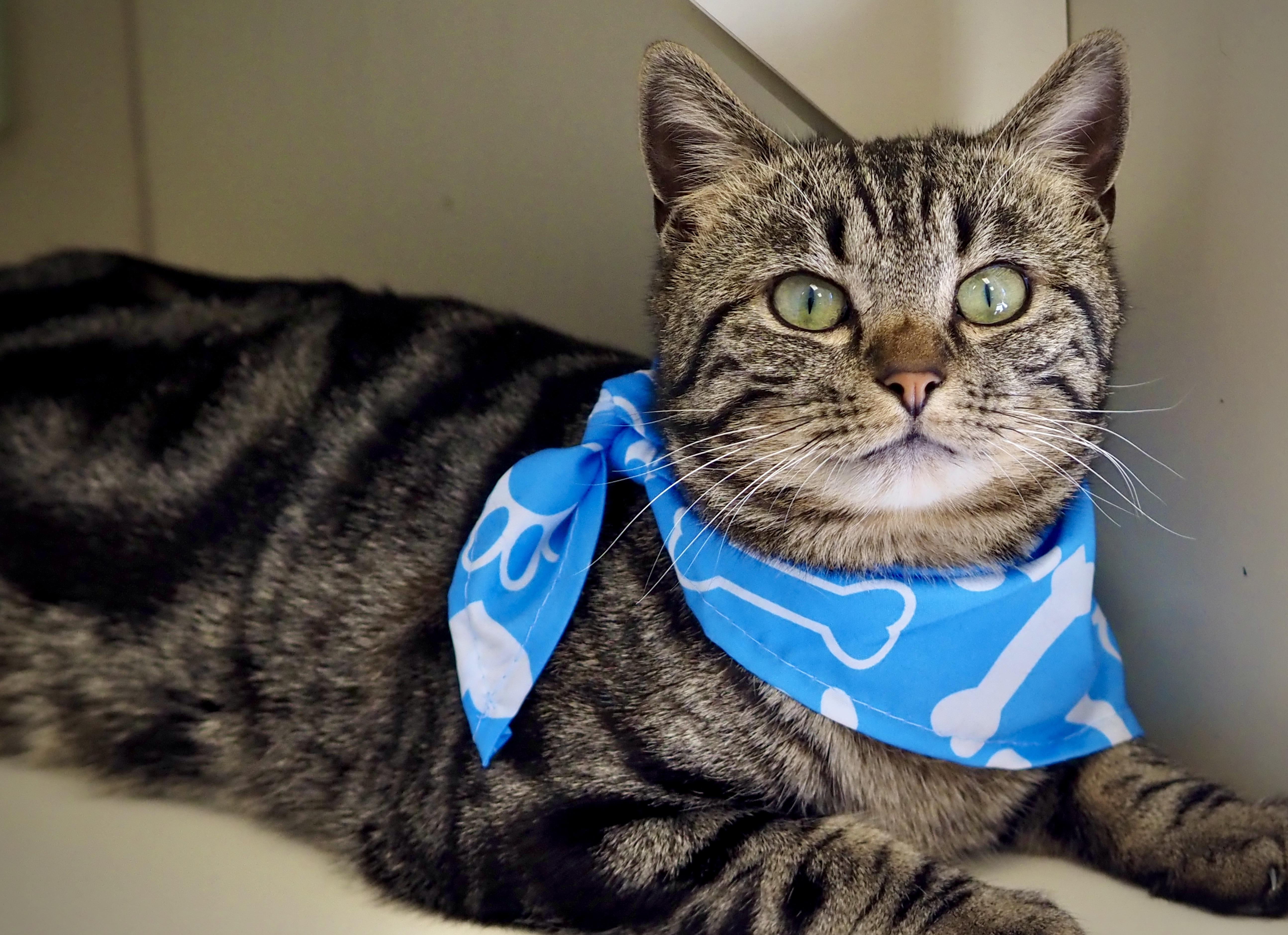 Mouse, adopted, Adult Male Domestic Short Hair.